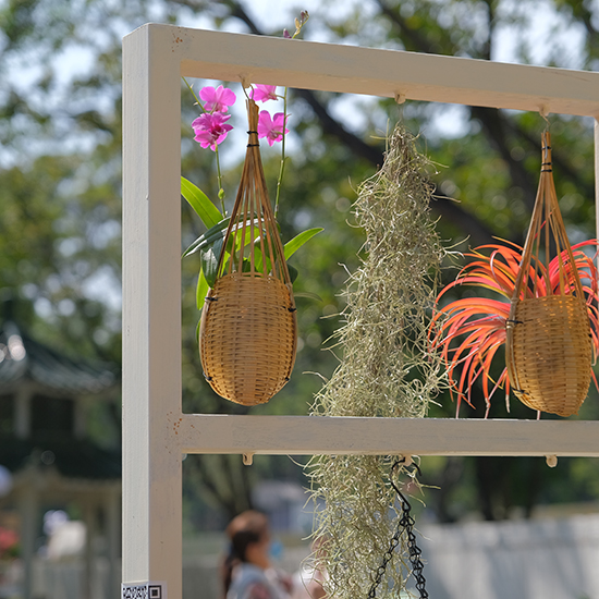 2022 深圳簕杜鵑花展 - 森斯環境參展項目 - 浪漫.家